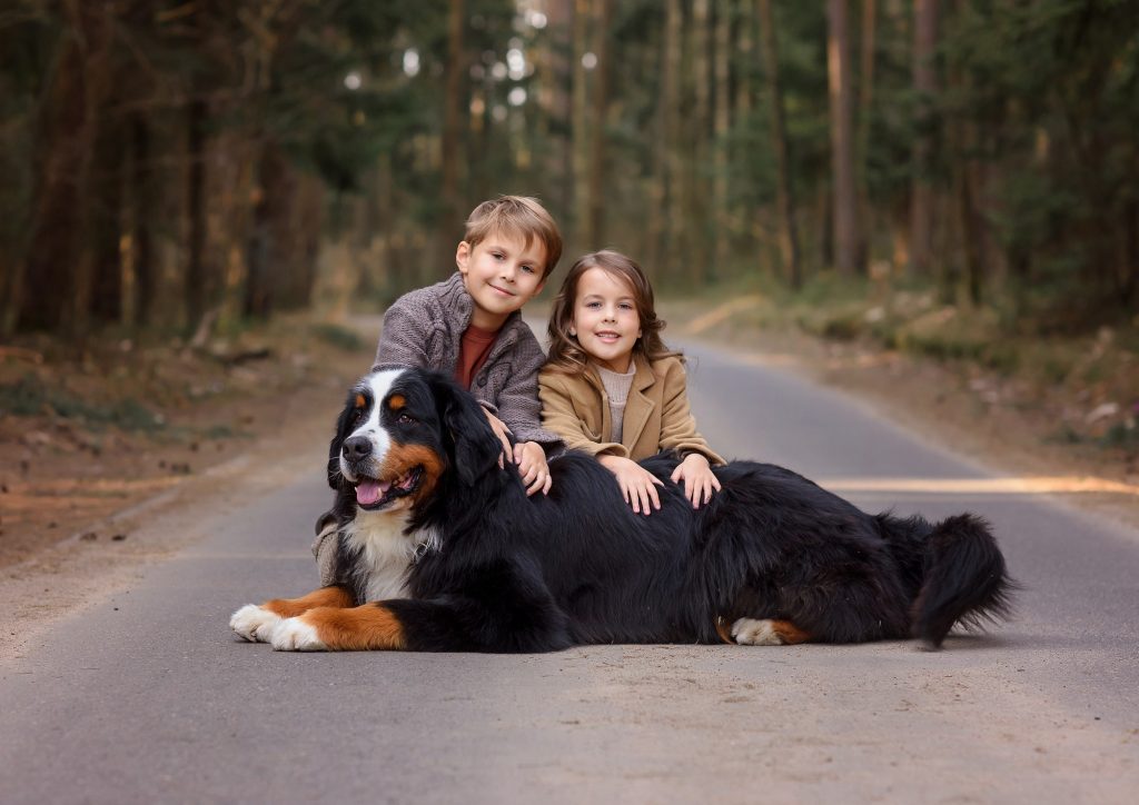 beautiful dog bernese mountain dog walks in the forest with children