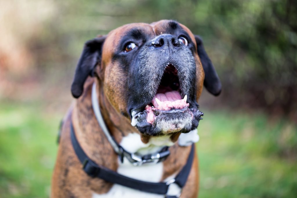 Portrait of a big boxer dog